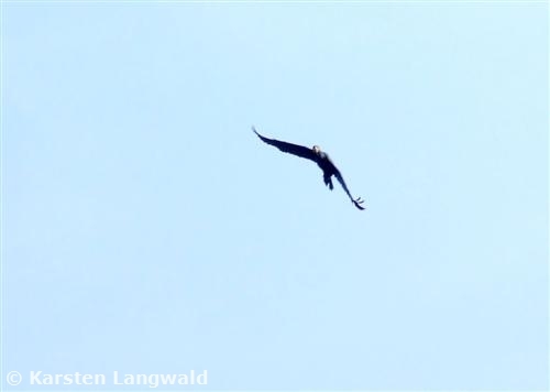 Kormoran